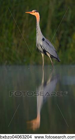 "Grey Heron (Ardea cinerea), adult, foraging for food, Kiskunsag National Park, Southeastern Hungary, Hungary, Europe" View Large Photo Image Picture - "Grey Heron (Ardea cinerea), adult, foraging for food, Kiskunsag National Park, Southeastern Hungary, Hungary, Europe". Fotosearch