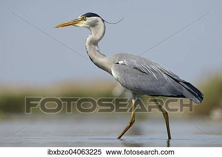 "Grey Heron (Ardea cinerea), adult, foraging for food, Kiskunsag National Park, Southeastern Hungary, Hungary, Europe" View Large Photo Image Stock Photography - "Grey Heron (Ardea cinerea), adult, foraging for food, Kiskunsag National Park, Southeastern Hungary, Hungary, Europe". Fotosearch