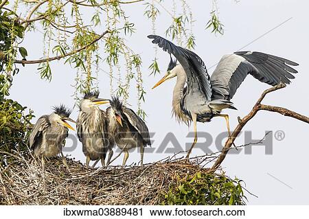 "Grey Heron (Ardea cinerea), adult with young birds in a nest, Lower Saxony, Germany, Europe" View Large Photo Image Stock Image - "Grey Heron (Ardea cinerea), adult with young birds in a nest, Lower Saxony, Germany, Europe". Fotosearch