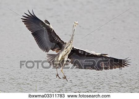 "Grey Heron (Ardea cinerea) approaching to land, North Hesse, Hesse, Germany, Europe" View Large Photo Image Stock Image - "Grey Heron (Ardea cinerea) approaching to land, North Hesse, Hesse, Germany, Europe". Fotosearch