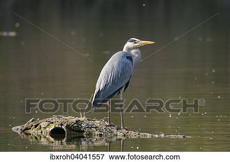 "Grey Heron (Ardea cinerea), Austria, Europe" View Large Photo Image Stock Photo - "Grey Heron (Ardea cinerea), Austria, Europe". Fotosearch