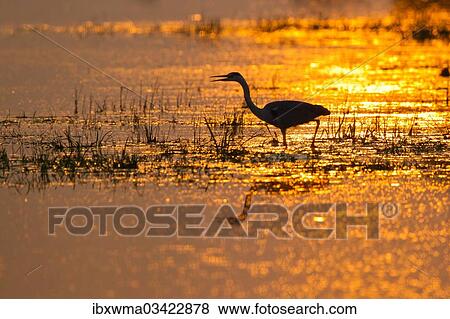 "Grey Heron (Ardea cinerea) backlit by the setting sun, Lower Saxony, Germany, Europe" View Large Photo Image Stock Photo - "Grey Heron (Ardea cinerea) backlit by the setting sun, Lower Saxony, Germany, Europe". Fotosearch