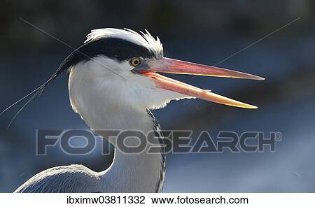 "Grey Heron (Ardea cinerea), calling, portrait with an open beak, Germany, Europe" View Large Photo Image Stock Image - "Grey Heron (Ardea cinerea), calling, portrait with an open beak, Germany, Europe". Fotosearch