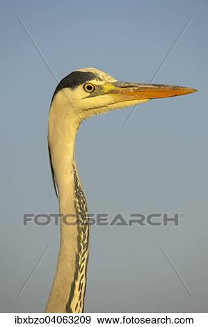 "Grey Heron (Ardea cinerea), detail view of an adult bird in the morning light, Kiskunsag National Park, Southeastern Hungary, Hungary, Europe" View Large Photo Image Stock Photo - "Grey Heron (Ardea cinerea), detail view of an adult bird in the morning light, Kiskunsag National Park, Southeastern Hungary, Hungary, Europe". Fotosearch