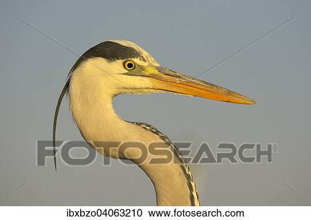 "Grey Heron (Ardea cinerea) detail view of an adult bird in the morning light, Kiskunsag National Park, Southeastern Hungary, Hungary, Europe" View Large Photo Image Stock Image - "Grey Heron (Ardea cinerea) detail view of an adult bird in the morning light, Kiskunsag National Park, Southeastern Hungary, Hungary, Europe". Fotosearch