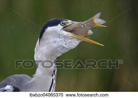 "Grey Heron (Ardea cinerea), devouring its prey, Kiskunsag National Park, Hungary, Europe" View Large Photo Image Stock Image - "Grey Heron (Ardea cinerea), devouring its prey, Kiskunsag National Park, Hungary, Europe". Fotosearch