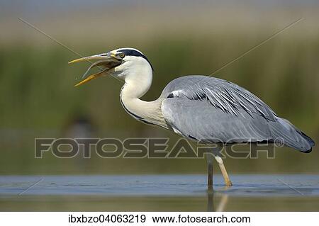 "Grey Heron (Ardea cinerea), devouring its prey, Kiskunsag National Park, Southeastern Hungary, Hungary, Europe" View Large Photo Image Stock Photo - "Grey Heron (Ardea cinerea), devouring its prey, Kiskunsag National Park, Southeastern Hungary, Hungary, Europe". Fotosearch