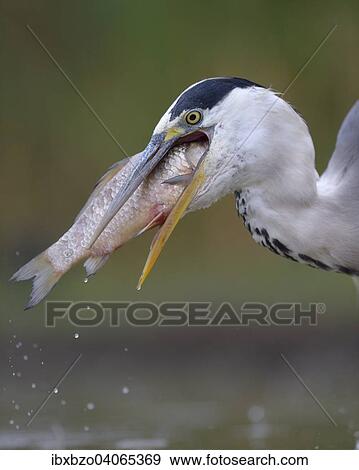 Stock Photo - "Grey Heron (Ardea cinerea), devouring its prey, Kiskunsag National Park, Hungary, Europe". Fotosearch