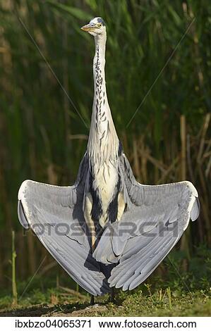 "Grey Heron (Ardea cinerea), drying its wings, Kiskunsag National Park, Hungary, Europe" View Large Photo Image Stock Image - "Grey Heron (Ardea cinerea), drying its wings, Kiskunsag National Park, Hungary, Europe". Fotosearch