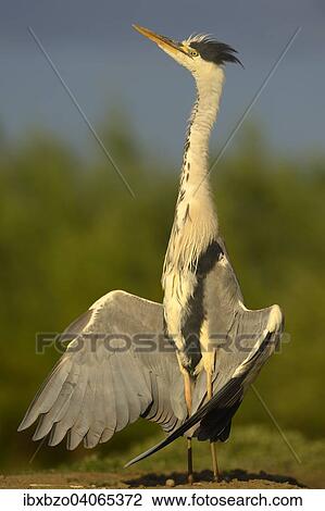 "Grey Heron (Ardea cinerea), drying its wings, Kiskunsag National Park, Hungary, Europe" View Large Photo Image Stock Image - "Grey Heron (Ardea cinerea), drying its wings, Kiskunsag National Park, Hungary, Europe". Fotosearch
