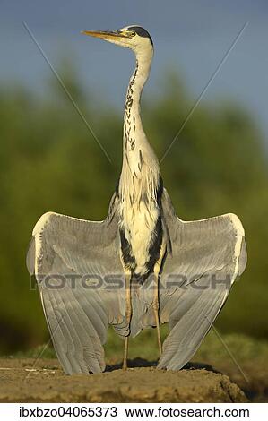 "Grey Heron (Ardea cinerea), drying its wings, Kiskunsag National Park, Hungary, Europe" View Large Photo Image Stock Image - "Grey Heron (Ardea cinerea), drying its wings, Kiskunsag National Park, Hungary, Europe". Fotosearch
