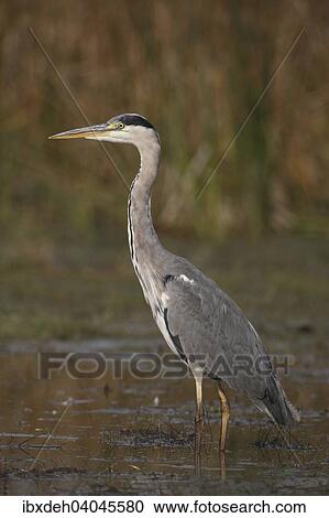 "Grey Heron (Ardea cinerea) foraging in shallow water, Hungary, Europe" View Large Photo Image Stock Image - "Grey Heron (Ardea cinerea) foraging in shallow water, Hungary, Europe". Fotosearch