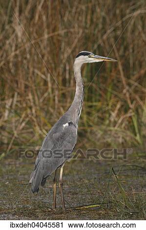 "Grey Heron (Ardea cinerea) foraging in shallow water, Hungary, Europe" View Large Photo Image Stock Image - "Grey Heron (Ardea cinerea) foraging in shallow water, Hungary, Europe". Fotosearch