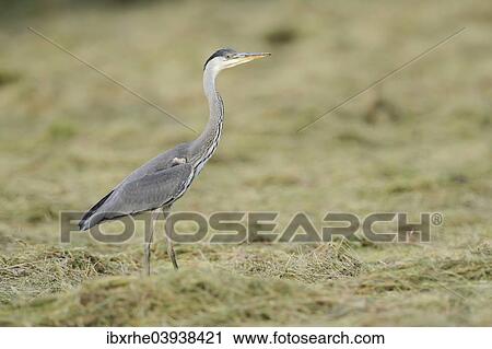 "Grey Heron (Ardea cinerea) foraging on a cut meadow, North Rhine-Westphalia, Germany, Europe" View Large Photo Image Stock Image - "Grey Heron (Ardea cinerea) foraging on a cut meadow, North Rhine-Westphalia, Germany, Europe". Fotosearch