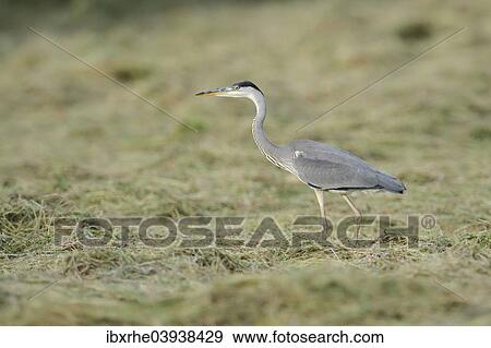 "Grey Heron (Ardea cinerea) foraging on a cut meadow, North Rhine-Westphalia, Germany, Europe" View Large Photo Image Stock Photo - "Grey Heron (Ardea cinerea) foraging on a cut meadow, North Rhine-Westphalia, Germany, Europe". Fotosearch