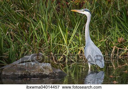 "Grey Heron (Ardea cinerea), Hesse, Germany, Europe" View Large Photo Image Stock Photo - "Grey Heron (Ardea cinerea), Hesse, Germany, Europe". Fotosearch