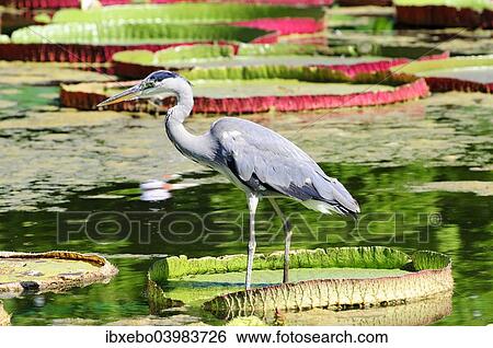 "Grey Heron (Ardea cinerea) in a lily pond, Germany, Europe" View Large Photo Image Stock Photograph - "Grey Heron (Ardea cinerea) in a lily pond, Germany, Europe". Fotosearch