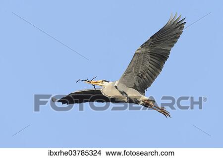 "Grey Heron (Ardea cinerea) in flight with nesting material, Hamburg, Germany, Europe" View Large Photo Image Picture - "Grey Heron (Ardea cinerea) in flight with nesting material, Hamburg, Germany, Europe". Fotosearch