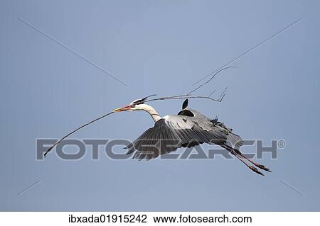 Grey Heron (Ardea cinerea) in flight with nesting material in beak View Large Photo Image Stock Image - Grey Heron (Ardea cinerea) in flight with nesting material in beak. Fotosearch