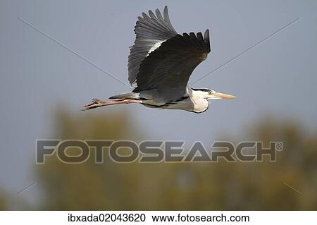 "Grey Heron (Ardea cinerea), in flight, Camargue, France, Europe" View Large Photo Image Stock Image - "Grey Heron (Ardea cinerea), in flight, Camargue, France, Europe". Fotosearch