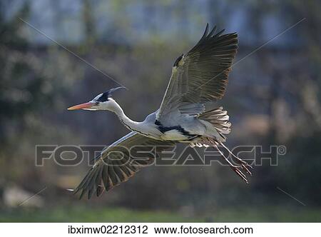 "Grey Heron (Ardea cinerea) in flight, Stuttgart, Baden-Wuerttemberg, Germany, Europe" View Large Photo Image Stock Image - "Grey Heron (Ardea cinerea) in flight, Stuttgart, Baden-Wuerttemberg, Germany, Europe". Fotosearch