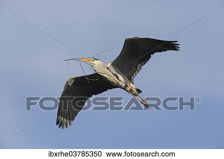 "Grey Heron (Ardea cinerea) in flight with nesting material, Hamburg, Germany, Europe" View Large Photo Image Stock Image - "Grey Heron (Ardea cinerea) in flight with nesting material, Hamburg, Germany, Europe". Fotosearch