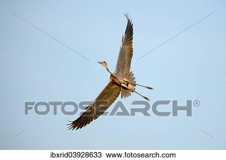 "Grey Heron (Ardea cinerea), in flight, North Rhine-Westphalia, Germany, Europe" View Large Photo Image Stock Image - "Grey Heron (Ardea cinerea), in flight, North Rhine-Westphalia, Germany, Europe". Fotosearch