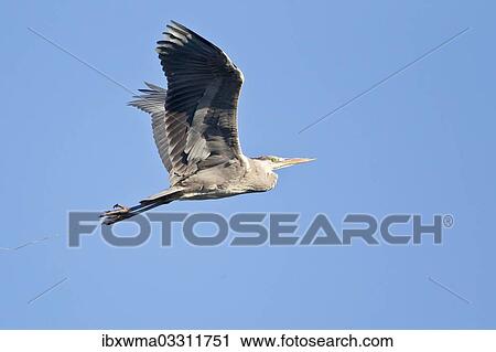 "Grey Heron (Ardea cinerea), in flight, North Hesse, Hesse, Germany, Europe" View Large Photo Image Stock Image - "Grey Heron (Ardea cinerea), in flight, North Hesse, Hesse, Germany, Europe". Fotosearch