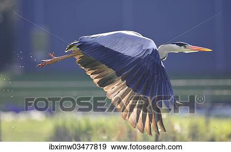 "Grey Heron (Ardea cinerea), in flight, Stuttgart, Baden-Wurttemberg, Germany, Europe" View Large Photo Image Stock Photo - "Grey Heron (Ardea cinerea), in flight, Stuttgart, Baden-Wurttemberg, Germany, Europe". Fotosearch