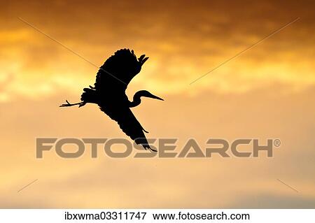 "Grey Heron (Ardea cinerea), in flight in the morning light, silhouette, North Hesse, Hesse, Germany, Europe" View Large Photo Image Stock Photo - "Grey Heron (Ardea cinerea), in flight in the morning light, silhouette, North Hesse, Hesse, Germany, Europe". Fotosearch