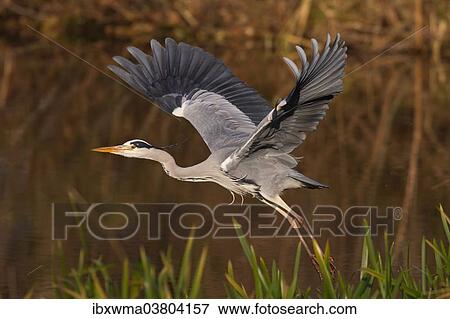 "Grey Heron (Ardea cinerea) in flight, Hesse, Germany, Europe" View Large Photo Image Stock Photo - "Grey Heron (Ardea cinerea) in flight, Hesse, Germany, Europe". Fotosearch