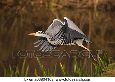 "Grey Heron (Ardea cinerea) in flight, Hesse, Germany, Europe" View Large Photo Image Stock Photo - "Grey Heron (Ardea cinerea) in flight, Hesse, Germany, Europe". Fotosearch