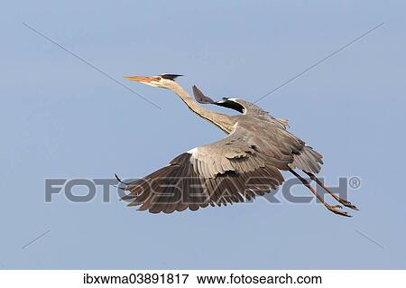 "Grey Heron (Ardea cinerea) in flight, Lower Saxony, Germany, Europe" View Large Photo Image Stock Photo - "Grey Heron (Ardea cinerea) in flight, Lower Saxony, Germany, Europe". Fotosearch