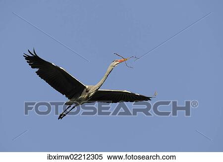 "Grey Heron (Ardea cinerea) in flight with nesting material, Stuttgart, Baden-Wuerttemberg, Germany, Europe" View Large Photo Image Stock Photography - "Grey Heron (Ardea cinerea) in flight with nesting material, Stuttgart, Baden-Wuerttemberg, Germany, Europe". Fotosearch