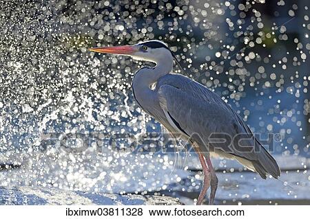 "Grey Heron (Ardea cinerea) in front of water drops, Germany, Europe" View Large Photo Image Stock Photo - "Grey Heron (Ardea cinerea) in front of water drops, Germany, Europe". Fotosearch