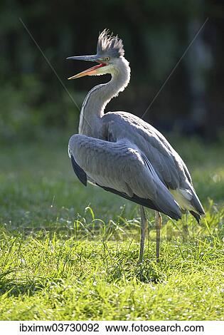 "Grey Heron (Ardea cinerea), juvenile bird, nest fledgling begging for food, Baden-Wurttemberg, Germany, Europe" View Large Photo Image Stock Image - "Grey Heron (Ardea cinerea), juvenile bird, nest fledgling begging for food, Baden-Wurttemberg, Germany, Europe". Fotosearch