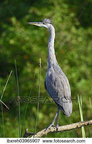 "Grey Heron (Ardea cinerea), juvenile, Tyrol, Austria, Europe" View Large Photo Image Stock Photo - "Grey Heron (Ardea cinerea), juvenile, Tyrol, Austria, Europe". Fotosearch