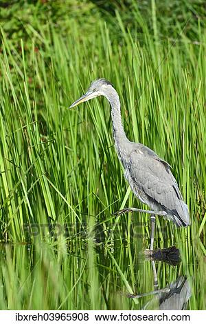 "Grey Heron (Ardea cinerea), juvenile, Tyrol, Austria, Europe" View Large Photo Image Stock Photo - "Grey Heron (Ardea cinerea), juvenile, Tyrol, Austria, Europe". Fotosearch