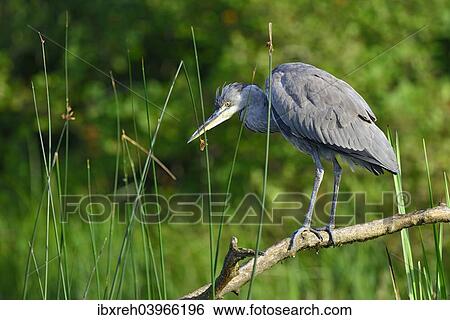 "Grey Heron (Ardea cinerea), juvenile, Tyrol, Austria, Europe" View Large Photo Image Stock Photograph - "Grey Heron (Ardea cinerea), juvenile, Tyrol, Austria, Europe". Fotosearch