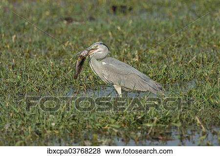 "Grey Heron (Ardea cinerea), Keoladeo National Park, Rajasthan, India, Asia" View Large Photo Image Stock Photo - "Grey Heron (Ardea cinerea), Keoladeo National Park, Rajasthan, India, Asia". Fotosearch
