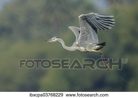 "Grey Heron (Ardea cinerea), Keoladeo National Park, Rajasthan, India, Asia" View Large Photo Image Stock Photo - "Grey Heron (Ardea cinerea), Keoladeo National Park, Rajasthan, India, Asia". Fotosearch