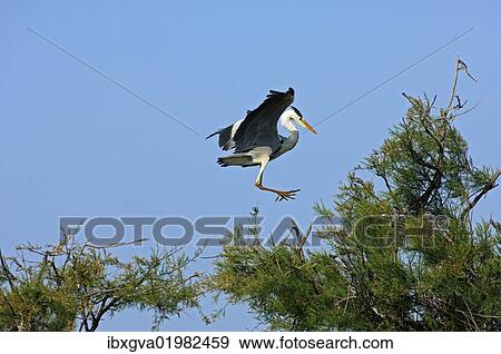 Stock Photo - "Grey Heron (Ardea cinerea) landing in a tree crown, Camargue, France, Europe". Fotosearch