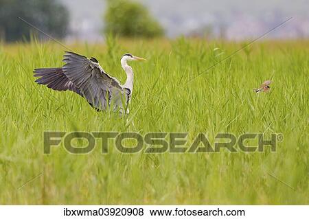 "Grey Heron (Ardea cinerea) landing in the reeds shooing away a Reed Bunting (Emberiza schoeniclus) on Lake Neusiedl, Austria, Europe" View Large Photo Image Stock Photo - "Grey Heron (Ardea cinerea) landing in the reeds shooing away a Reed Bunting (Emberiza schoeniclus) on Lake Neusiedl, Austria, Europe". Fotosearch