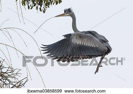"Grey Heron (Ardea cinerea), landing approach with nesting material, Lower Saxony, Germany, Europe" View Large Photo Image Stock Photo - "Grey Heron (Ardea cinerea), landing approach with nesting material, Lower Saxony, Germany, Europe". Fotosearch