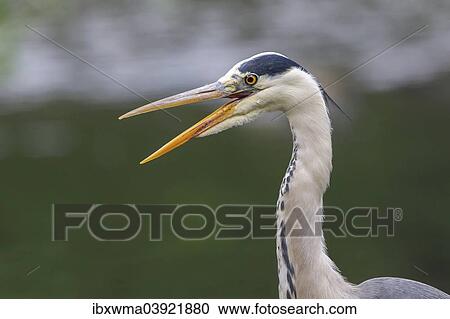 "Grey Heron (Ardea cinerea), North Hesse, Hesse, Germany, Europe" View Large Photo Image Stock Image - "Grey Heron (Ardea cinerea), North Hesse, Hesse, Germany, Europe". Fotosearch