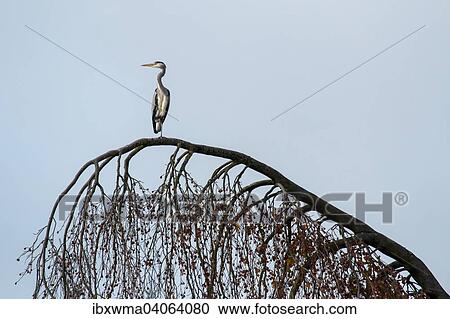"Grey Heron (Ardea cinerea) on a tree, Hesse, Germany, Europe" View Large Photo Image Stock Image - "Grey Heron (Ardea cinerea) on a tree, Hesse, Germany, Europe". Fotosearch