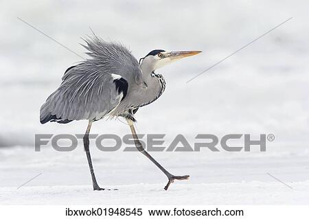 "Grey Heron (Ardea cinerea) on ice in winter, Usedom, Mecklenburg-Western Pomerania, Germany, Europe" View Large Photo Image Stock Photography - "Grey Heron (Ardea cinerea) on ice in winter, Usedom, Mecklenburg-Western Pomerania, Germany, Europe". Fotosearch