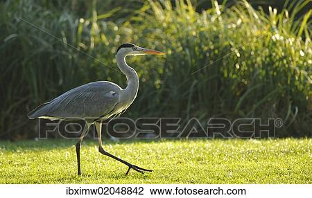 "Grey Heron (Ardea cinerea) on meadow in front of reeds, Stuttgart, Baden-Wuerttemberg, Germany, Europe" View Large Photo Image Stock Image - "Grey Heron (Ardea cinerea) on meadow in front of reeds, Stuttgart, Baden-Wuerttemberg, Germany, Europe". Fotosearch