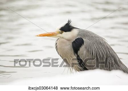 "Grey Heron (Ardea cinerea), on the shore of a pond in winter, Cologne, Rhineland, North Rhine-Westphalia, Germany, Europe" View Large Photo Image Stock Photo - "Grey Heron (Ardea cinerea), on the shore of a pond in winter, Cologne, Rhineland, North Rhine-Westphalia, Germany, Europe". Fotosearch