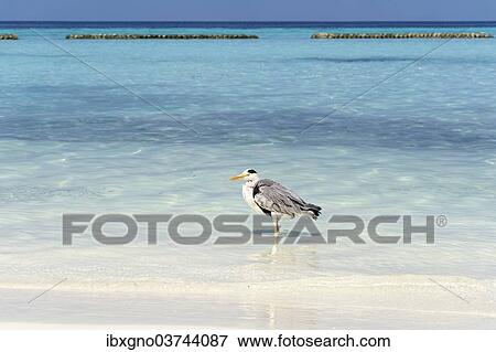 "Grey Heron (Ardea cinerea) on the beach of a Maldivian island, Kurendhoo Island, Lhaviyani Atoll, Maldives, Asia" View Large Photo Image Stock Photo - "Grey Heron (Ardea cinerea) on the beach of a Maldivian island, Kurendhoo Island, Lhaviyani Atoll, Maldives, Asia". Fotosearch